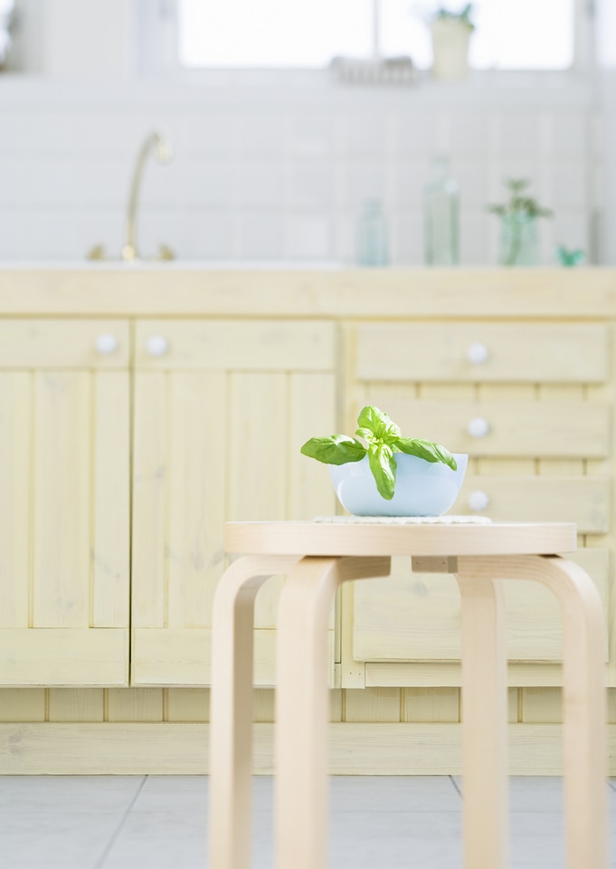 Young basil plants in flower pot in kitchen table