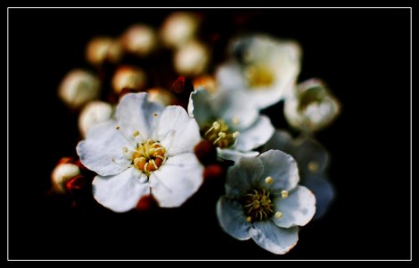 in the (foveon) garden