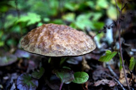 Bolete mushroom photo