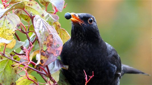 Ein Hartriegelbeeren-Jongleur (Amsel)