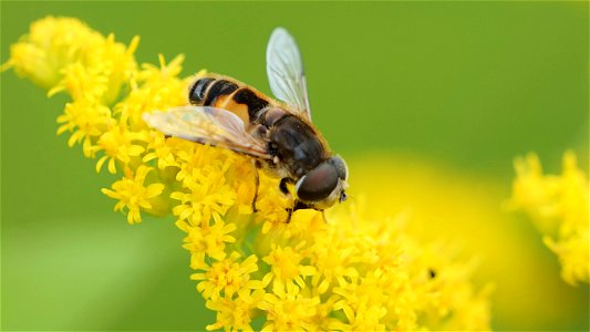 Eristalis arbustorum (Kleine Keilfleckschwebfliege), Männchen