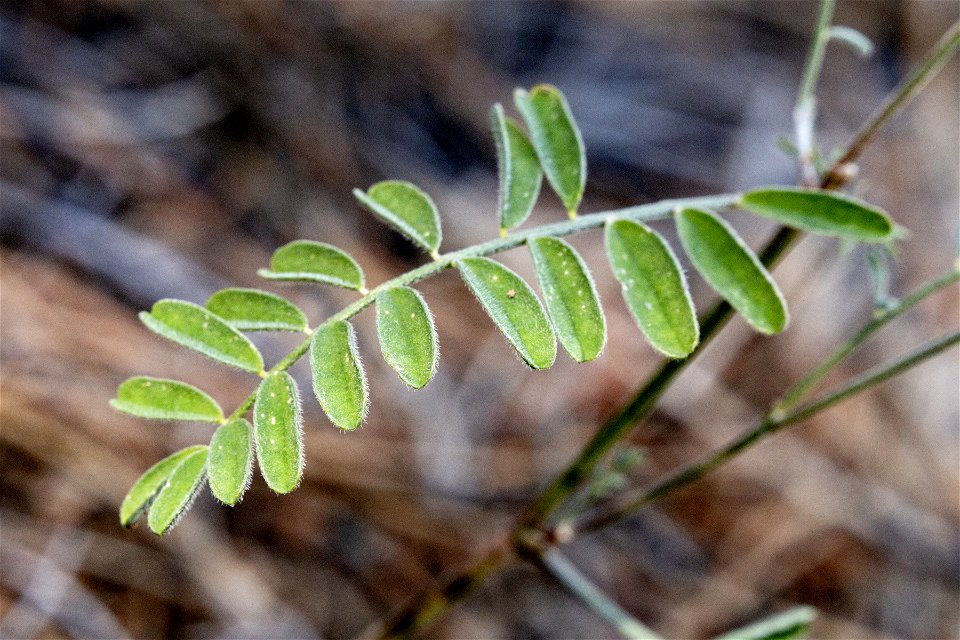 Astragalus puniceus gertrudis