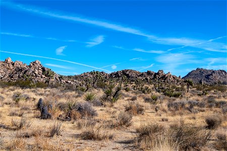 Joshua Tree National Park