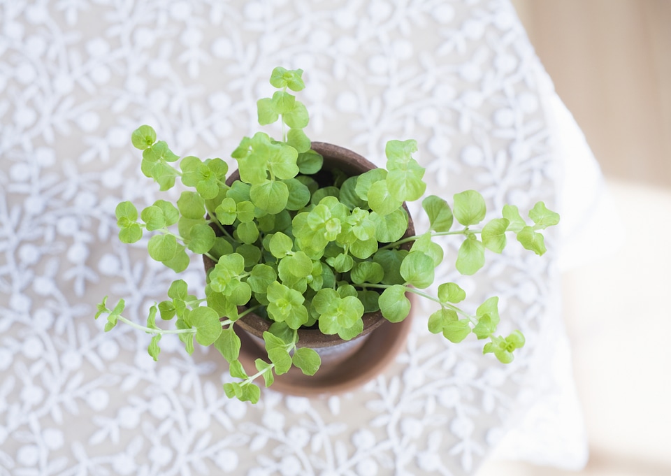 Green plant for room