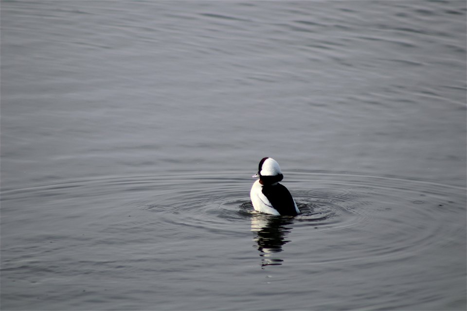 Bufflehead Lake Andes National Wildlife Refuge South Dakota photo