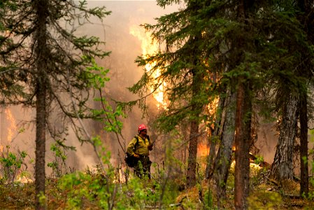 Firefighter at edge of forest and shaded fuelbreak photo