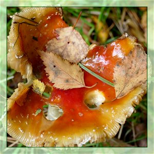 Autumnal Fungi