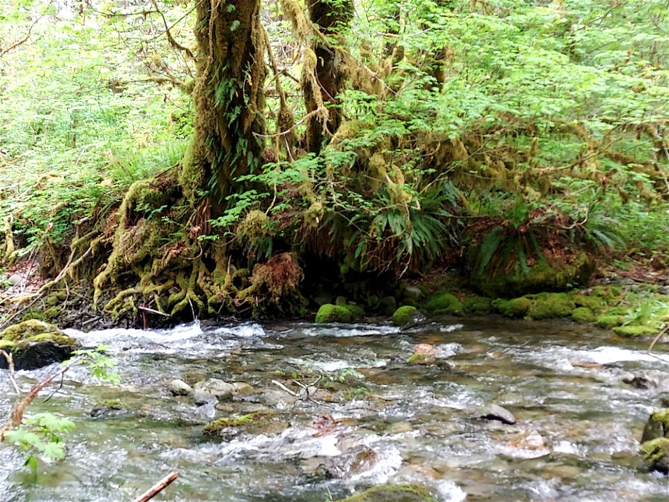 Murphy Creek, Mt. Baker-Snoqualmie National Forest. Photo by Anne Vassar June 4, 2021.