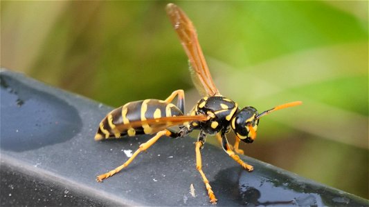 Polistes dominula (Französische Feldwespe) Königin