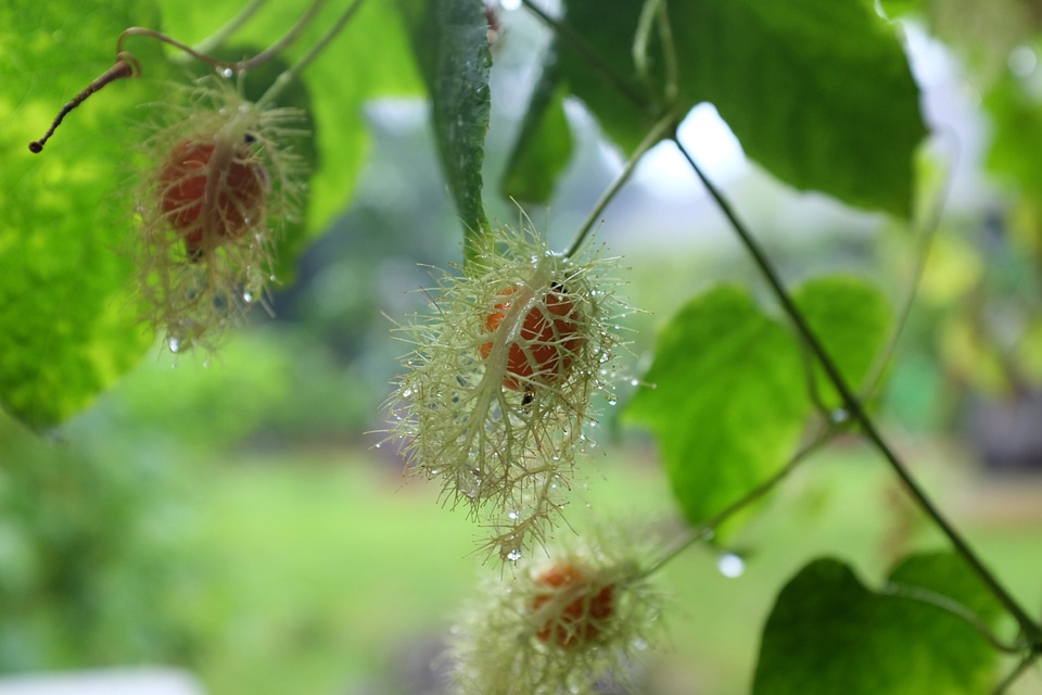 Passiflora foetida Linn thai herb