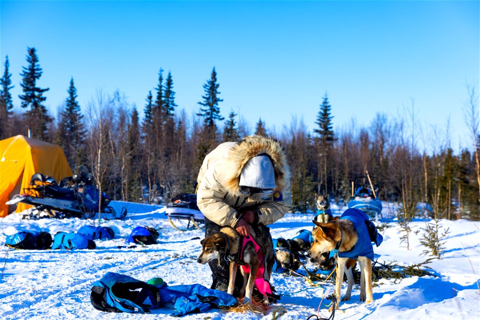 Kobuk 440 racers at Paniqsigvik shelter cabin.