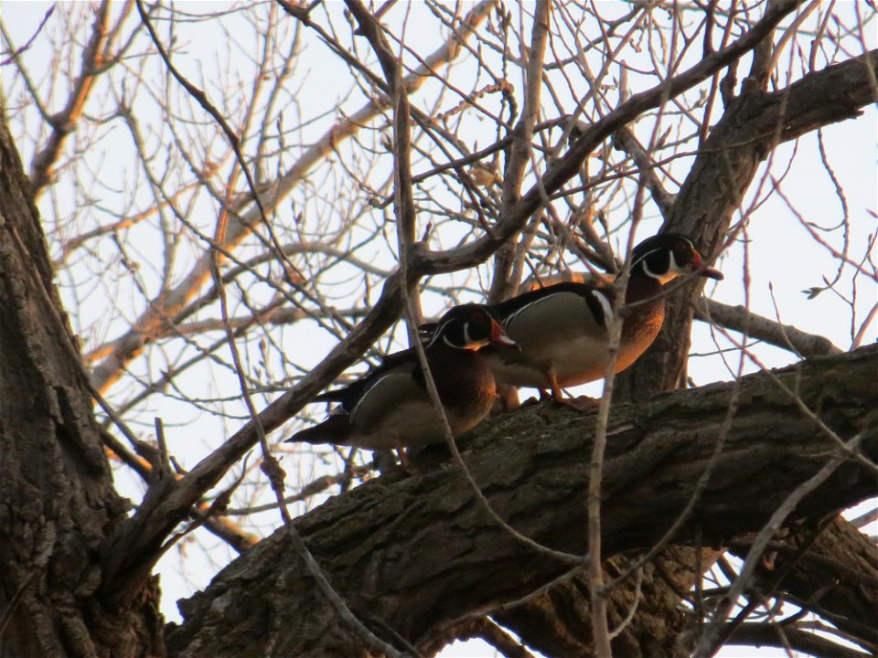 Wood Ducks Lake Andes Wetland Management District South Dakota