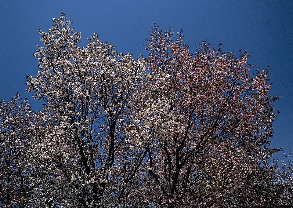 Spring Pink Cherry Blossoms with Blue Sky Background