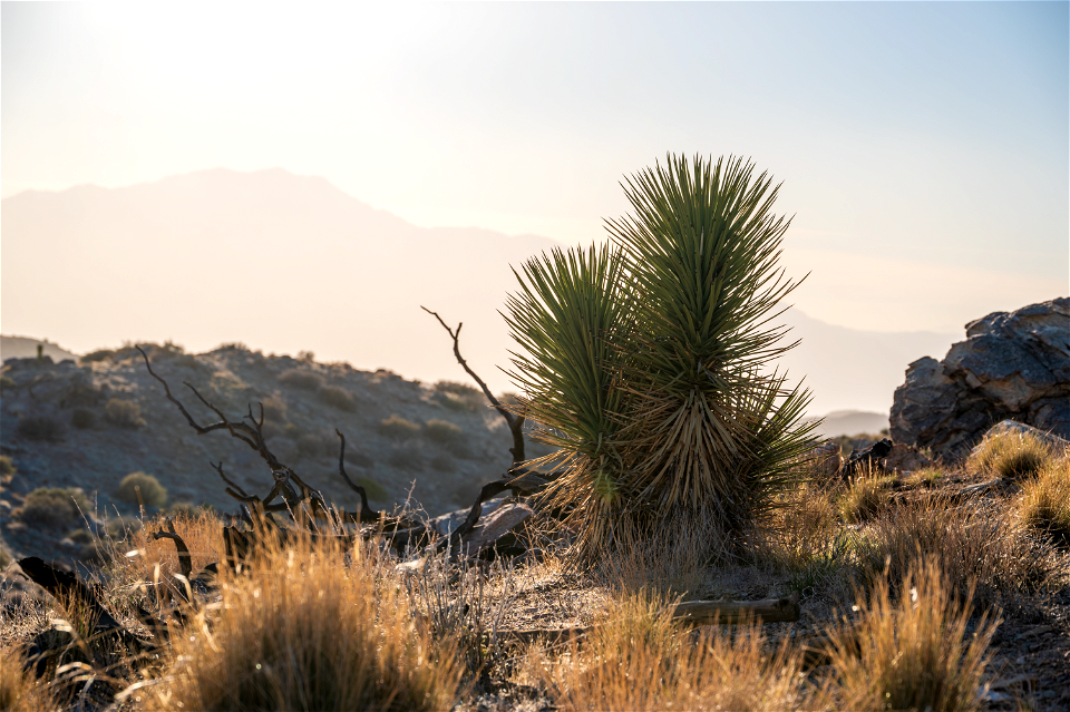 Joshua trees & Climate Refugia