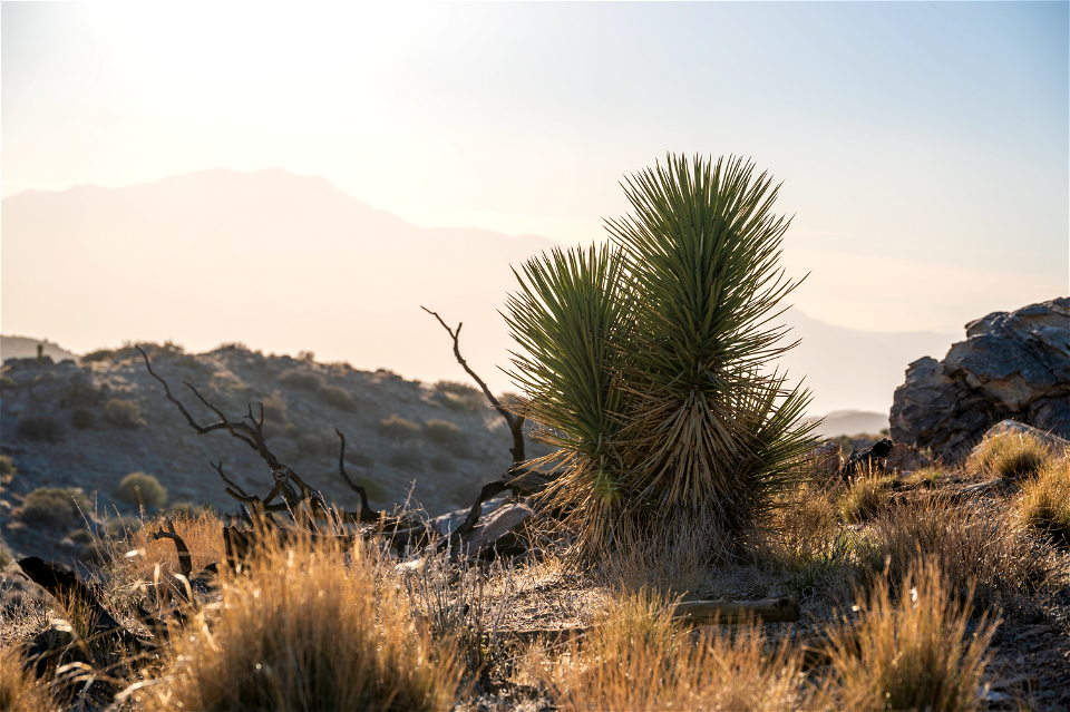 Joshua trees & Climate Refugia photo