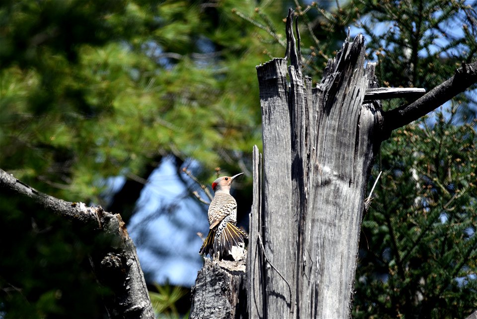 Northern flicker photo