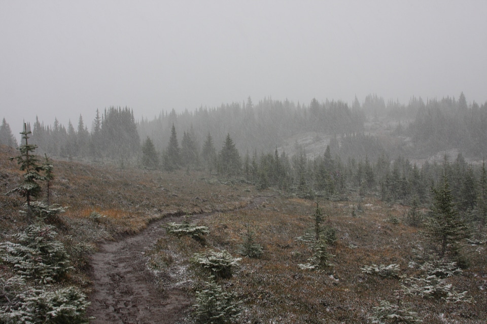Snow capped mountains and fir trees on Bald Hills