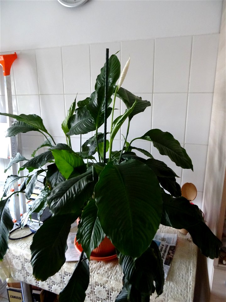 2019-02-26_testing Sony HX60 inside Calea Vitan_7