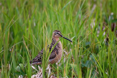 Short-billed Dowitcher photo