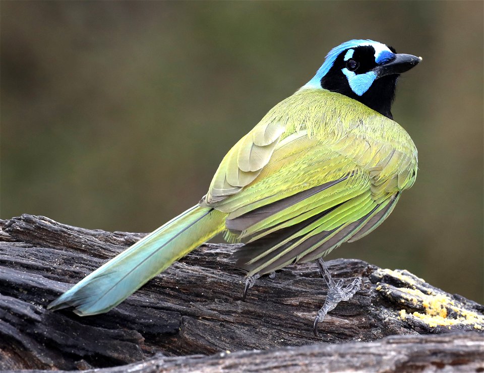 636 - GREEN JAY (01-20-2022) salineno, starr co, tx -01