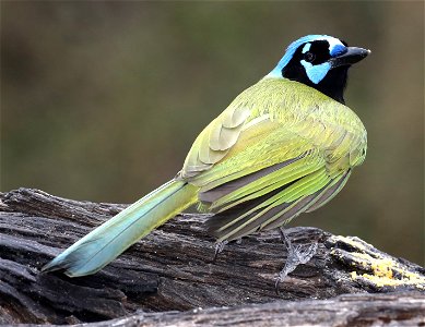 636 - GREEN JAY (01-20-2022) salineno, starr co, tx -01