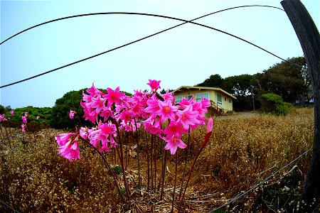 Naked Ladies