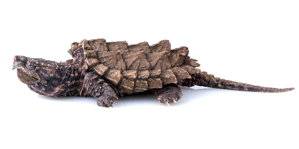 Alligator snapping turtle (Macrochelys temminckii) by Sam Stukel, USFWS photo