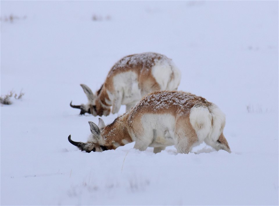 Pronghorn on Seedskadee National Wildlife Refuge