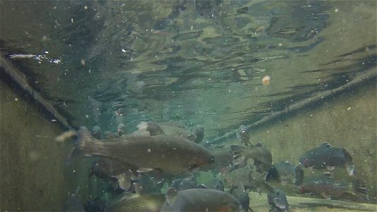 Rainbow Trout at Gavins Point National Fish Hatchery