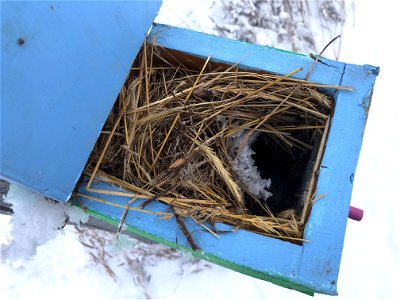 Birdhouse Winterized