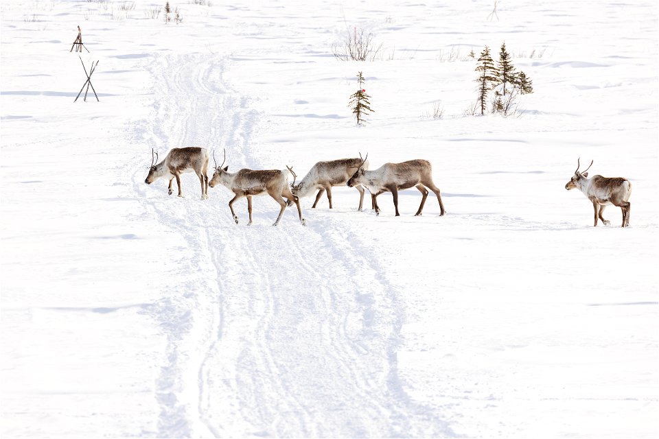 Caribou along a winter trail on Selawik National Wildlife Refuge