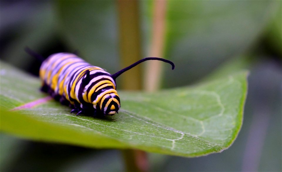 Monarch caterpillar on common milkweed in Minnesota