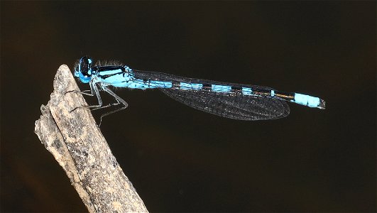 BLUET, BOREAL (Enallagma boreale) (07-08-2022) 5200 ft, rogers pass, helena nat forest, lewis and clark co, mt -01 photo