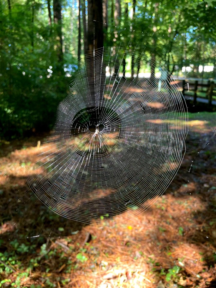 Day 231 - "For me, each day begins and ends with wanting to learn a little more about the secrets of spider silk." - Cheryl Hayashi