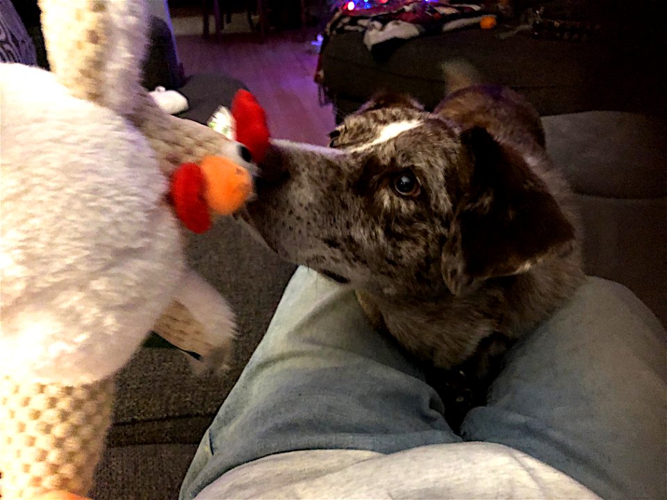 Yes! Santa Got Me a Chicken Squeaker toy!