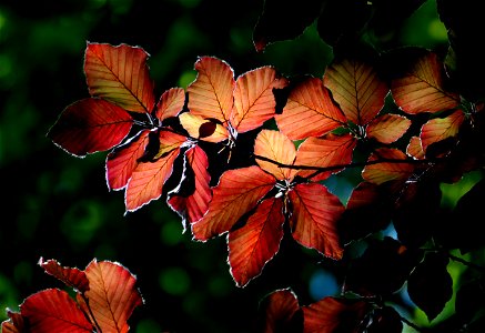 Backlit beech leaves.
