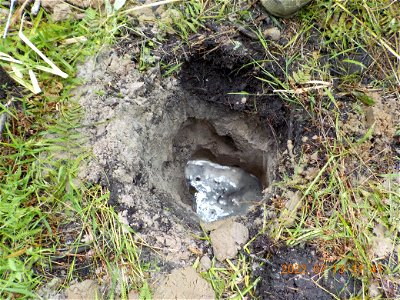 Soil pit 2 Buxton Woods 7-13-22 SK