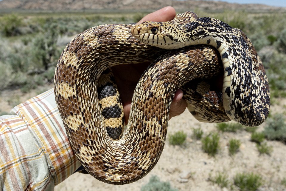 Pituophis catenifer sayi