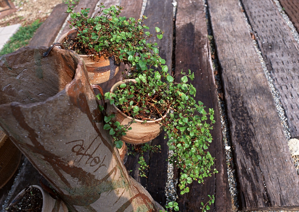 Houseplant ivy in a flowerpot
