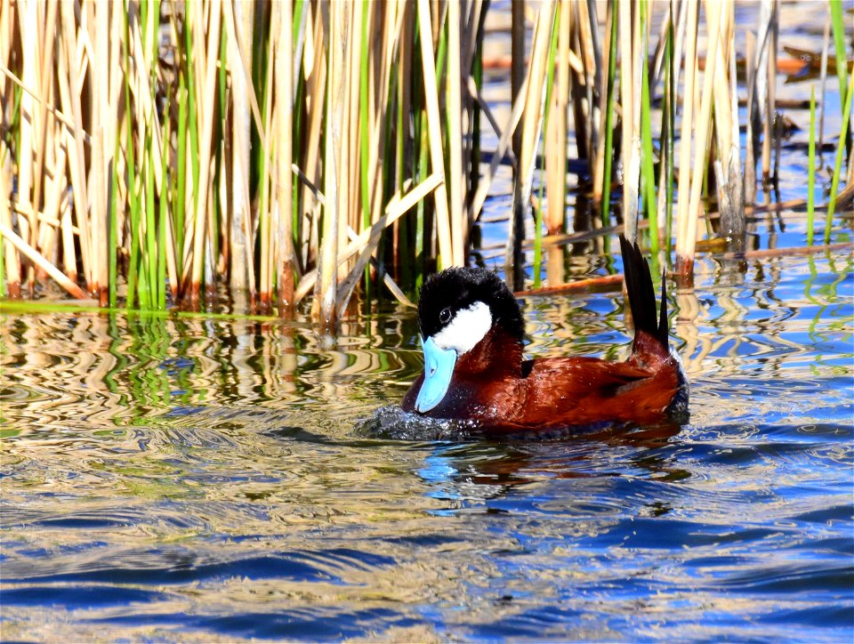 Ruddy duck at Seedskadee National Wildlife Refuge