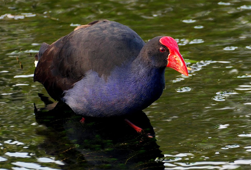Australasian swamphen.