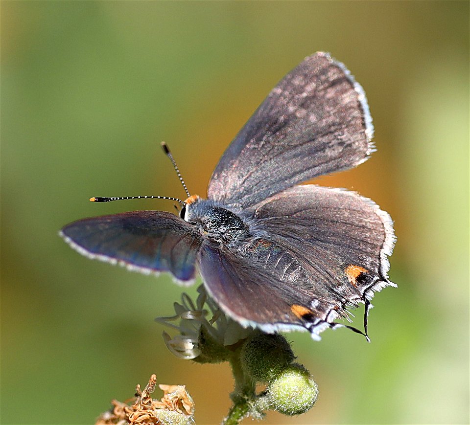 HAIRSTREAK, GRAY (Strymon melinus) (1-14-2022) male, national butterfly center, mission, hidalgo co, tx -01
