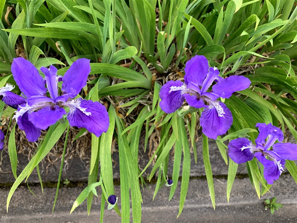 Flowers in Higashikurume-shi