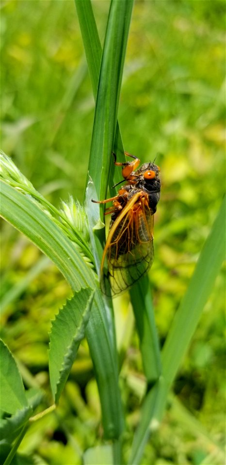 Periodical cicada in Ohio