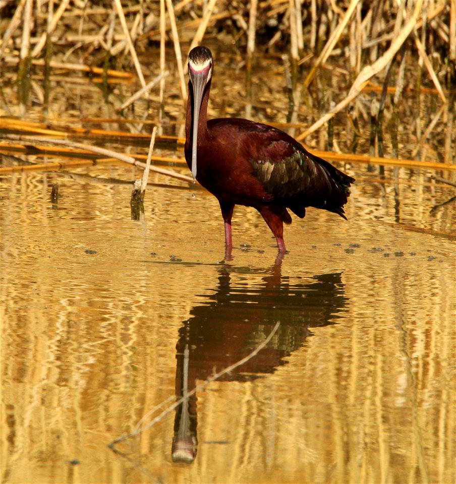 White-Faced Ibis Bear River Migratory Bird Refuge - Free photos on ...