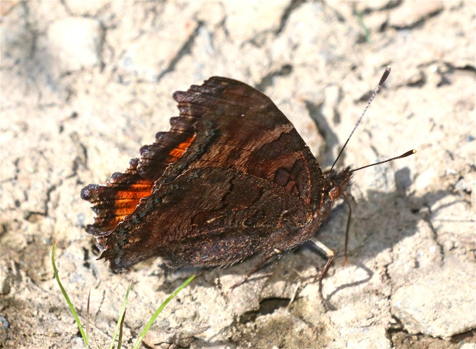 TORTOISESHELL, CALIFORNIA (Nymphalis californica) (6-28-2021) 4900 ft, bear basin meadow, smith river nat rec area, del norte co, ca -02