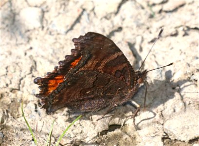 TORTOISESHELL, CALIFORNIA (Nymphalis californica) (6-28-2021) 4900 ft, bear basin meadow, smith river nat rec area, del norte co, ca -02