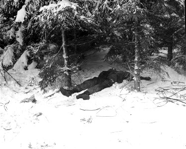 SC 199016 - This dead yank was felled while fighting with fellow soldiers to drive Nazis from a heavily wooded area near Bastogne, Belgium, where Germans were entrenched. 10 January, 1945. photo