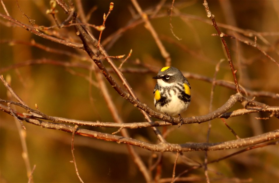 Yellow-rumped Warbler Huron WMD South Dakota