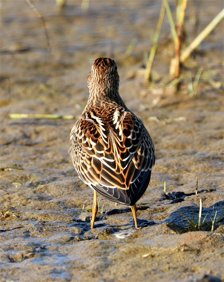 321 - SHARP-TAILED SANDPIPER (9-11-2021) lake tolowa, del norte co, ca (20) juvenile